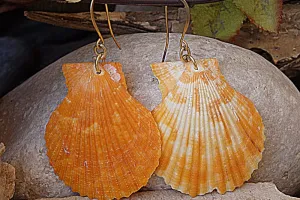 Shell  Earrings